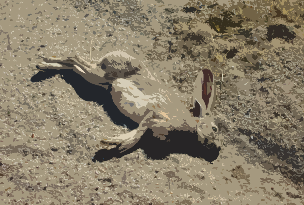 Viral Outbreak Eyed in Rabbit Die-off » Holtville Tribune